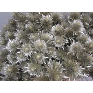 Eryn Magnetar Platina L60