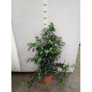 Ficus benja. 'Danielle'