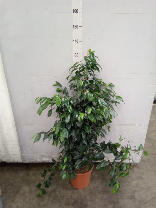 <h4>Ficus benja. 'Danielle'</h4>