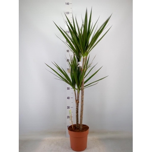 Dracaena marg.