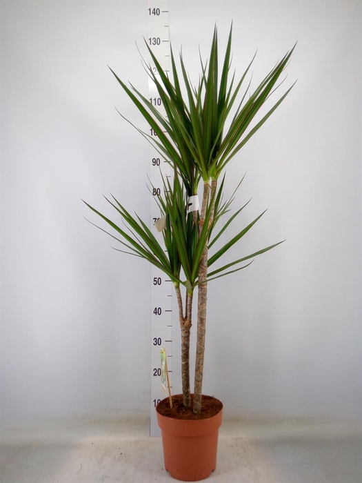 <h4>Dracaena marg.</h4>