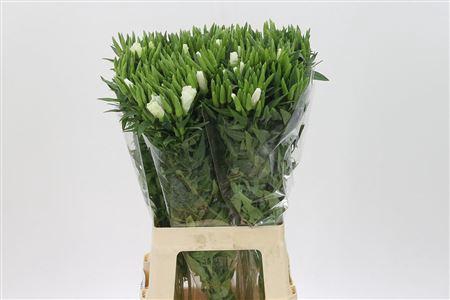 <h4>Clarkia Am Gr White</h4>