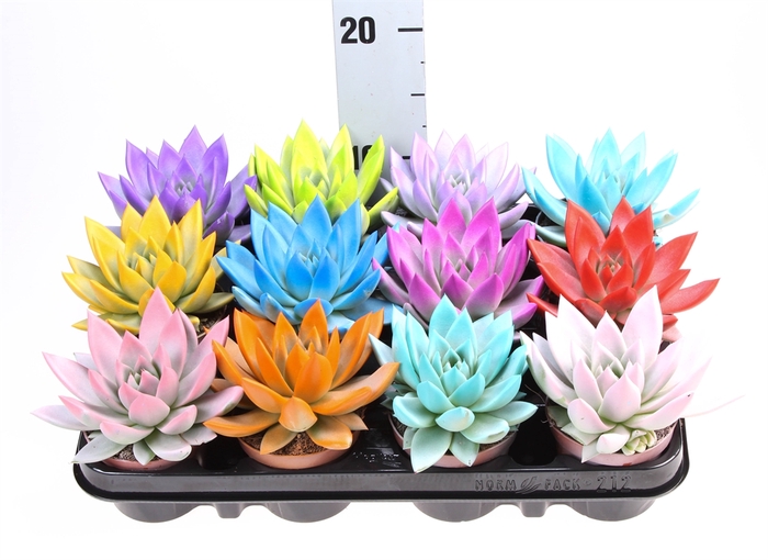 <h4>Echeveria  'Miranda'</h4>