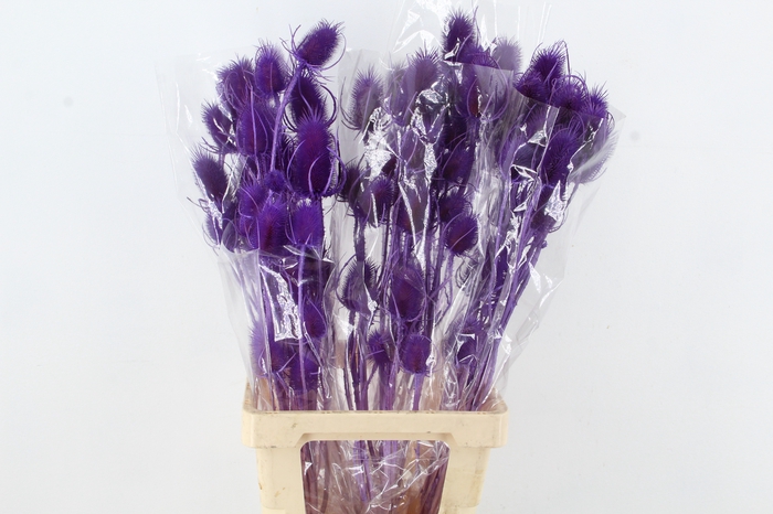 <h4>DF Dipsacus Milka Bs 130g</h4>