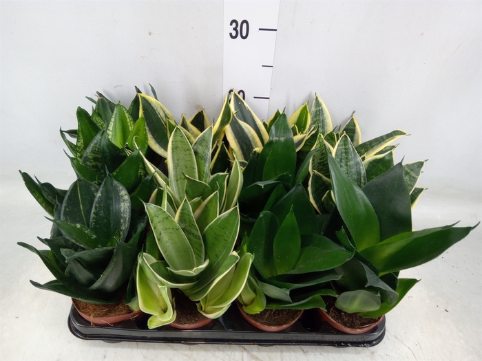 <h4>Sansevieria trifa. 'Hahnii'</h4>