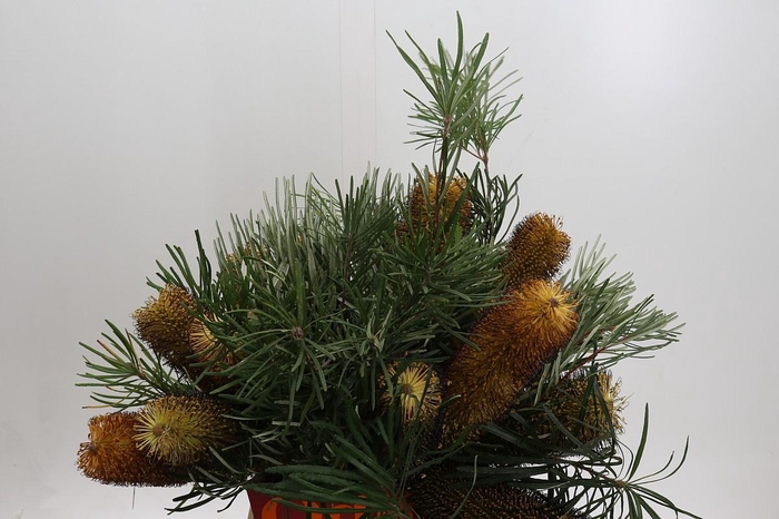 <h4>BANKSIA SPINULOSA</h4>