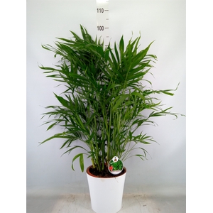 Chamaedorea cataractarum