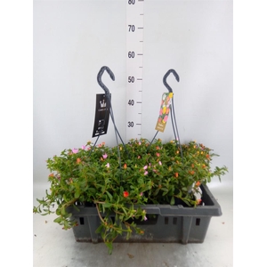 Portulaca   ...mix in pot