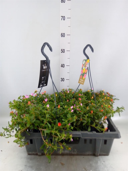 <h4>Portulaca   ...mix in pot</h4>
