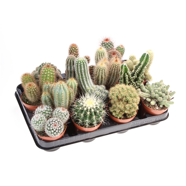 <h4>Cactus mix</h4>