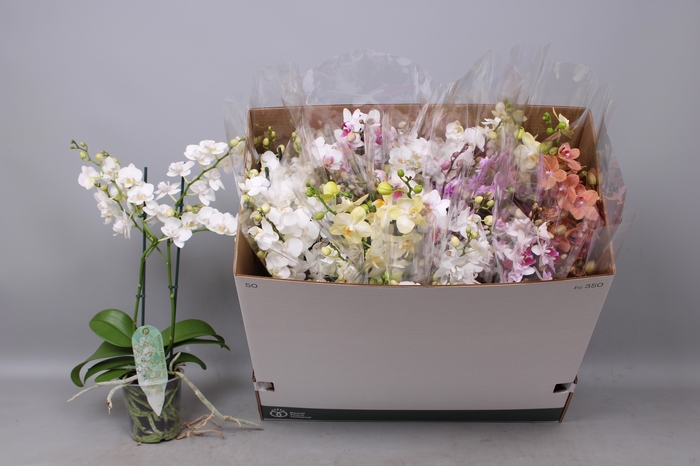 <h4>PHAL MF GEM 5 KL</h4>