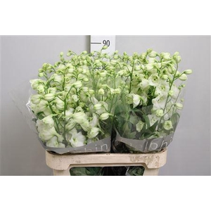 Delph Du Cent White
