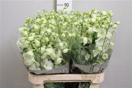 <h4>Delph Du Cent White</h4>