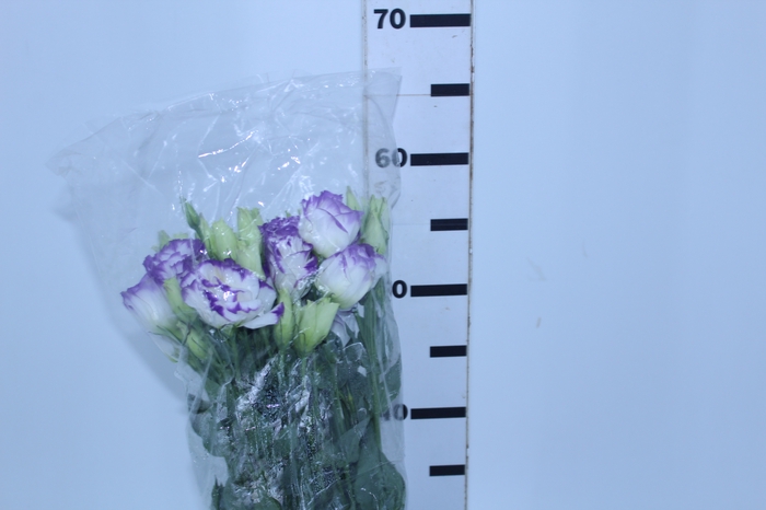 LISIANTHUS MESCLADO ROXO 070 CM MIN