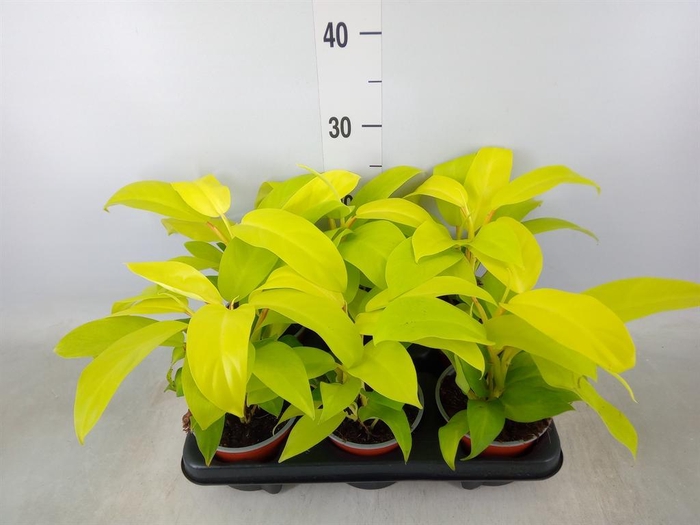 <h4>Epipremnum ...</h4>