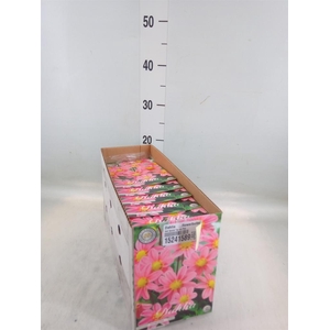 Dahlia ...flowerbulbs