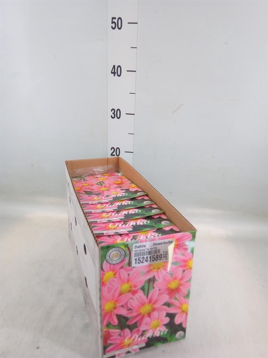 <h4>Dahlia   ...flowerbulbs</h4>