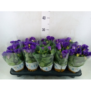 Eustoma russ. DU 'Bolero Dp Blue'