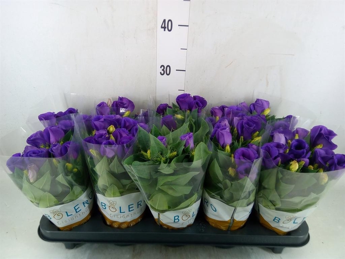 <h4>Eustoma russ. DU 'Bolero Dp Blue'</h4>