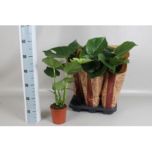 MONSTERA DELICIOSA
