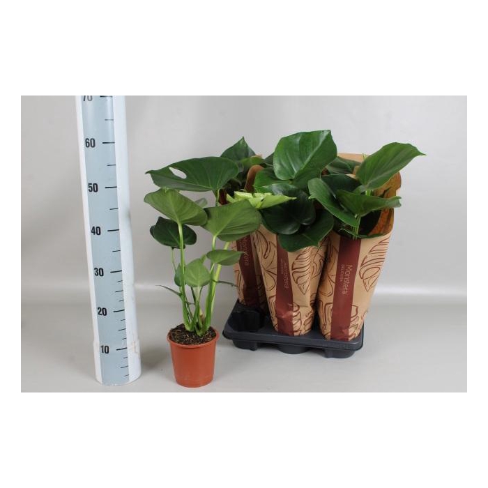 <h4>MONSTERA DELICIOSA</h4>