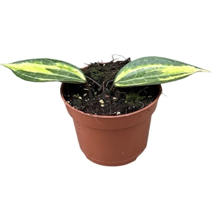 Hoya