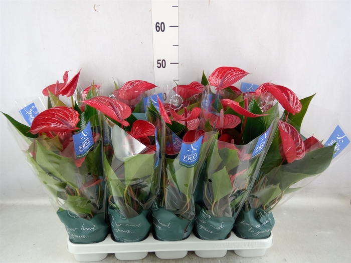 <h4>Anthurium andr. 'Picanta Red'</h4>