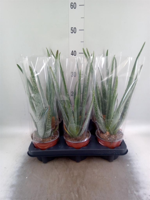 <h4>Aloe vera</h4>
