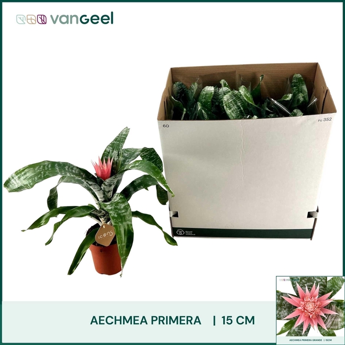 <h4>AECH FAS PRIMERA</h4>