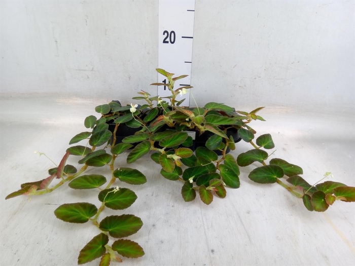 <h4>Planten   ... L%</h4>