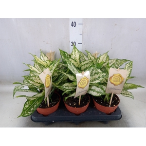 Aglaonema  'First Diamond'