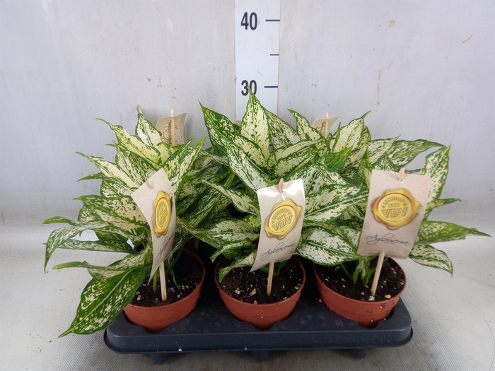 <h4>Aglaonema  'First Diamond'</h4>