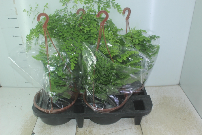 <h4>AVENCA VARIADA C21</h4>