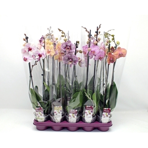 Gestreepte mix 2-tak 60cm (GROEN)