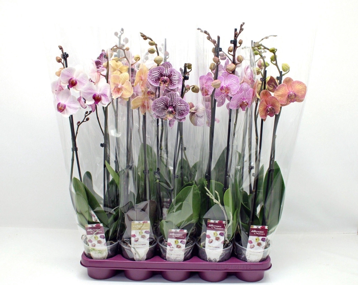 <h4>Gestreepte mix 2-tak 60cm (GROEN)</h4>