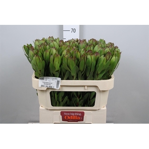 Leucadendron Goldstrike