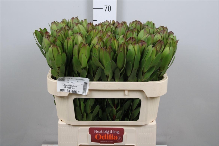 <h4>Leucadendron Goldstrike</h4>