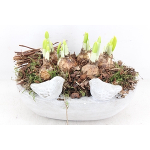 arr4 Narcis JS - Vogel ovaal x3