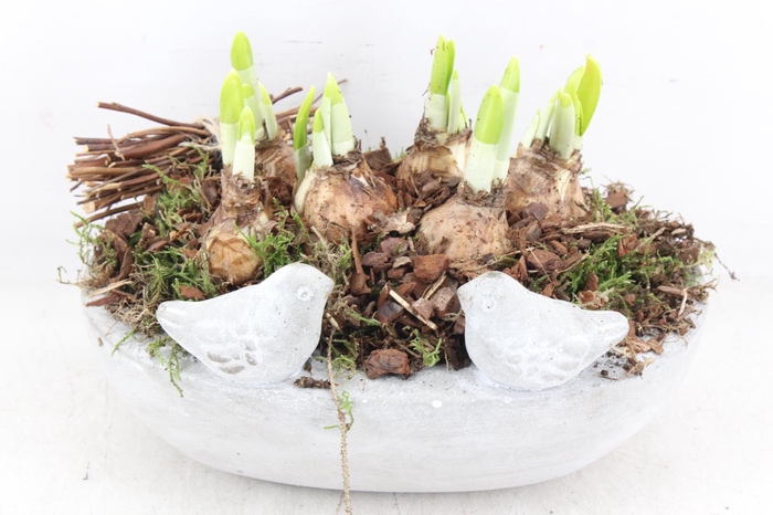 <h4>arr4 Narcis JS - Vogel ovaal x3</h4>