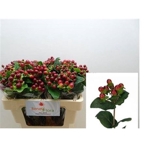 Hyp Mag Seasons Xtra