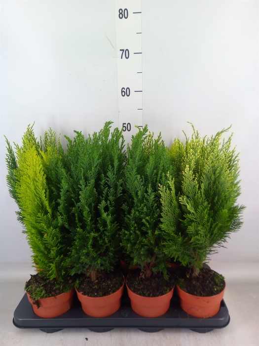 <h4>Conifers   ...mix</h4>