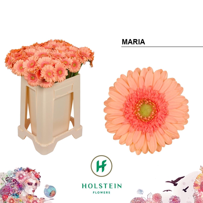 <h4>Germini Maria Water</h4>