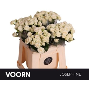 Rosa spray josephine