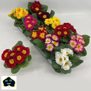 PRIMULA ACAULIS MIX