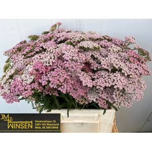 Achillea Pink Lady Winsen