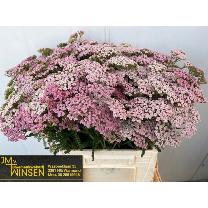 <h4>ACHIL PINK LADY</h4>
