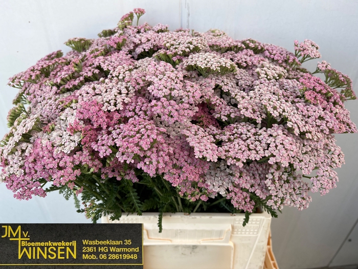 <h4>Achillea Pink Lady Winsen</h4>