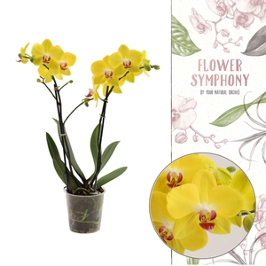 Flower Symphony | Avola | Phalaenopsis 2 spike