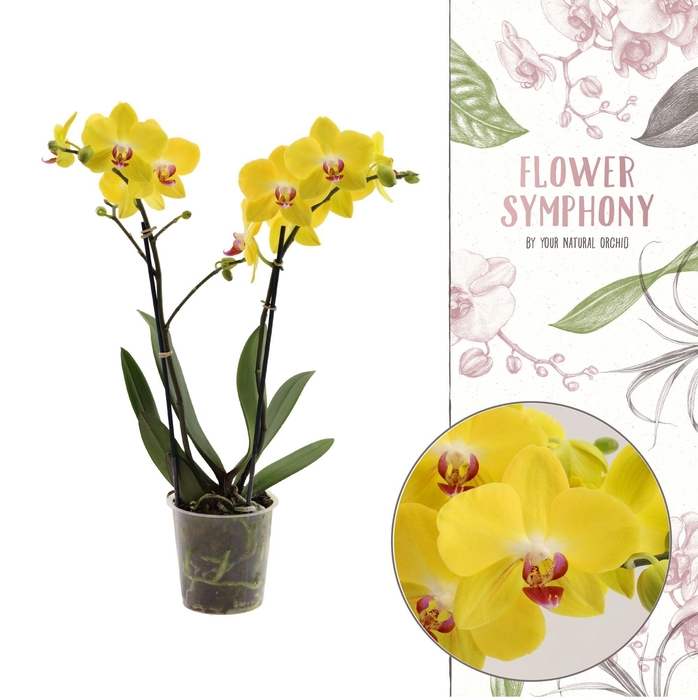 <h4>Flower Symphony | Avola | Phalaenopsis 2 spike</h4>