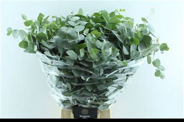 <h4>EUC CINEREA PER BOS</h4>